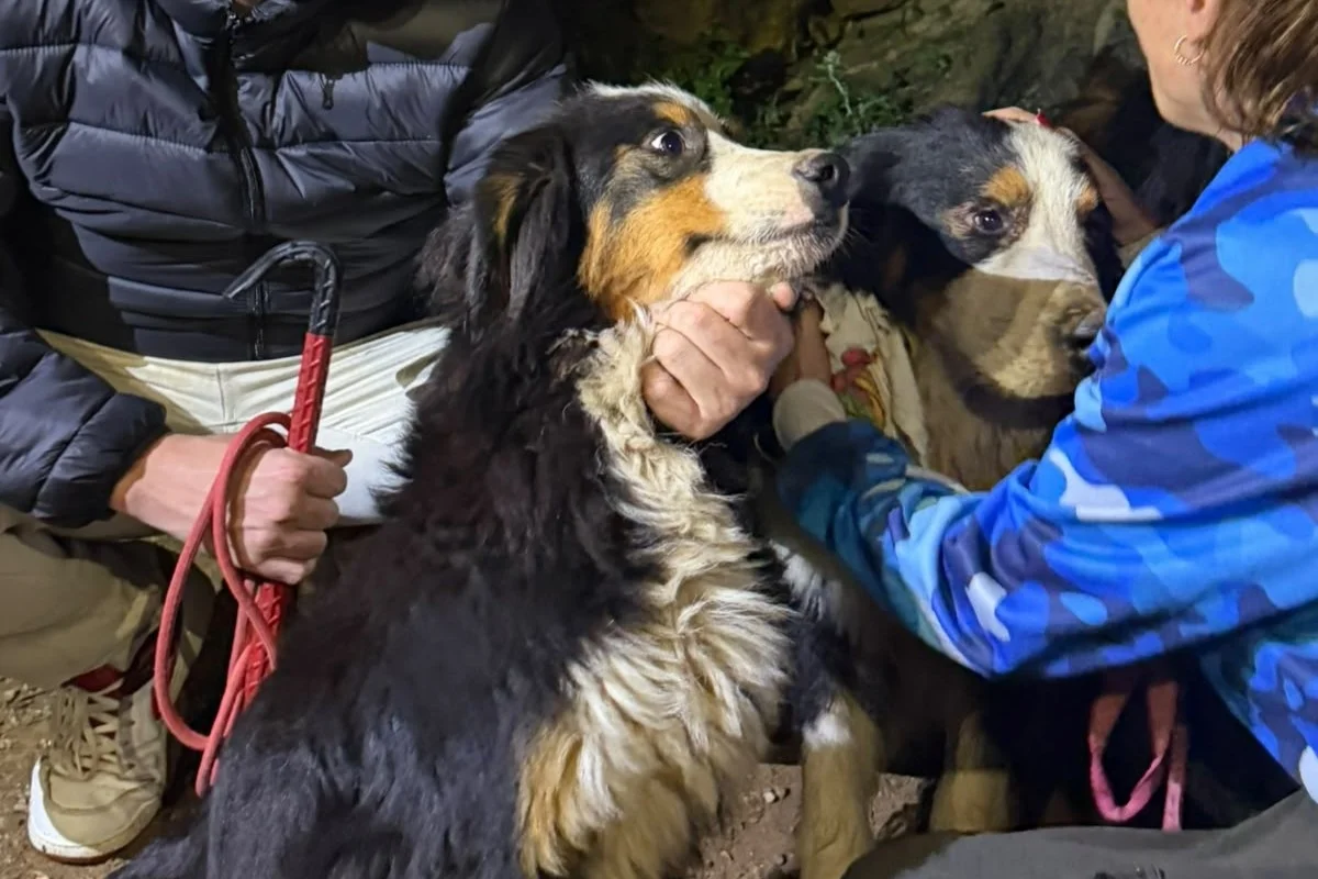 Os animais resgatados foram levados a um instituto da região Os animais resgatados foram levados a um instituto da região