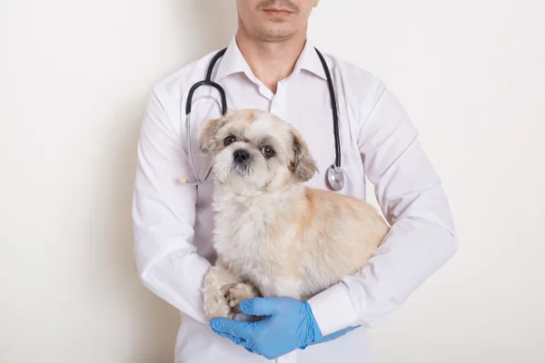 Cachorro com veterinário