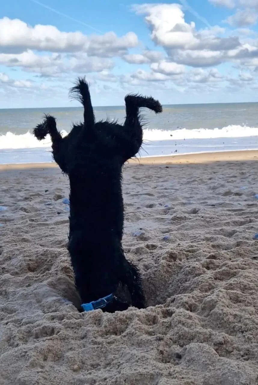 'Quando cavar fica sério', finalista do Comedy Pet Photo Awards — Foto: Sophie Boynton/Comedy Pets 'Quando cavar fica sério', finalista do Comedy Pet Photo Awards — Foto: Sophie Boynton/Comedy Pets