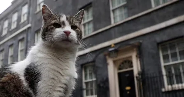 imagem colorida gato guardião residência governo britânico