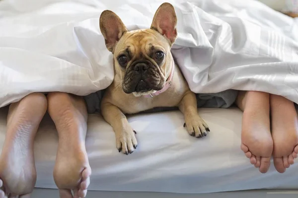 Polêmica: devemos tirar nosso pet do quarto na hora do sexo?