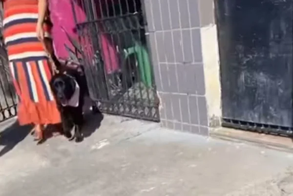 Cadela é cão guia e ajuda tutora nas atividades do dia a dia - Metrópoles