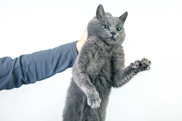foto colorida uma mão pegando o gato pelo cangote