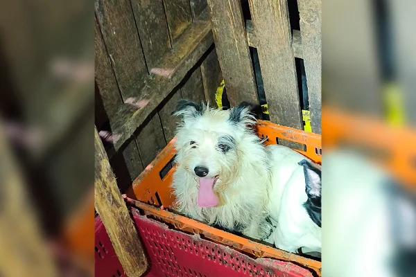 PCDF lança campanha de adoção para cães resgatados de maus-tratos; fotos - destaque galeria