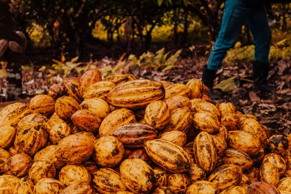 Fotos coloridas de cacau e chocolate em Ilhéus na Bahia - Metrópoles