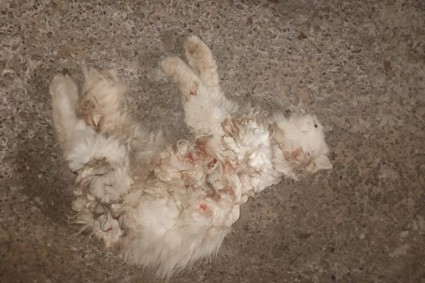 Gato morto por dois cães em Anhumas (SP) - Metrópoles