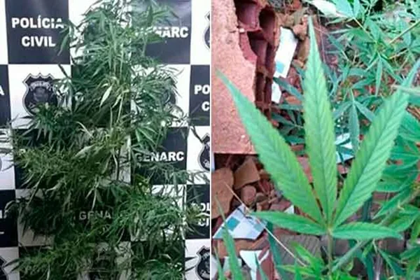 Entorno do DF: homem ia fazer árvore de Natal em pés de maconha