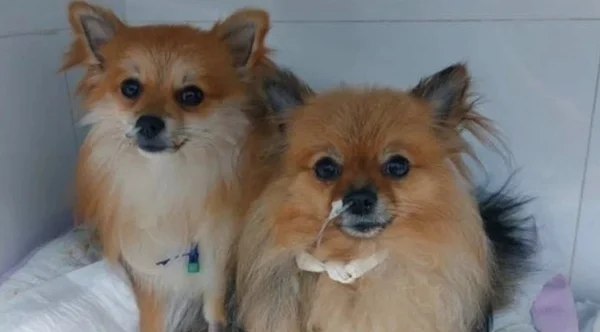 lulus da pomerania com sonda no nariz