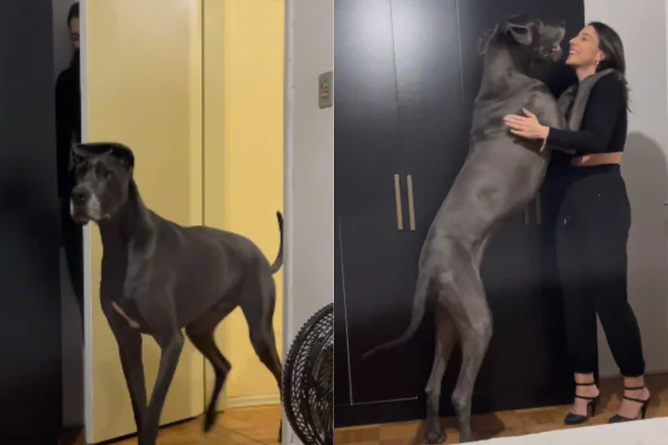 Foto colorida de um cachorro grande e uma mulher - Metrópoles