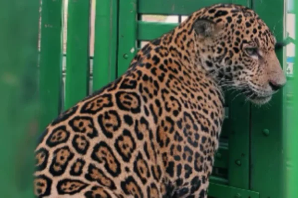 Imagem colorida de onça que atacou homem que tentou impedi-lá de entrar em creche sendo solta na natureza - Metrópoles