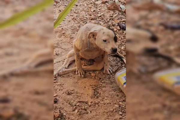 Foto colorida de cachorro deitada