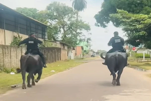 Militares fazem ronda ostensiva montados em búfalos. Vídeo