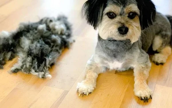 Pela metade! Foto de cão com apenas a cabeça tosada viraliza