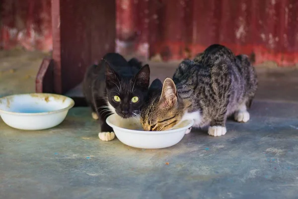 Idoso suspeito de matar 24 gatos a pauladas é denunciado