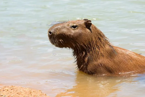 Capivara - Metrópoles