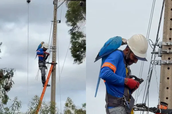 montagem colorida fotos de técnico de empresa elétrica com arara