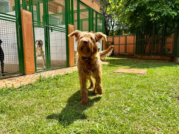 Evento que incentiva a adoção de pets será neste sábado, em São Paulo