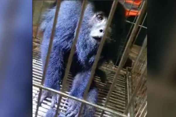 macaco gigante minas gerais
