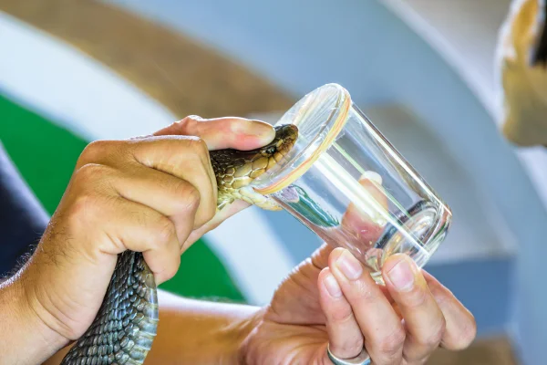 Pessoa posiciona cabeça de cobra em pote para tirar veneno - Metrópoles