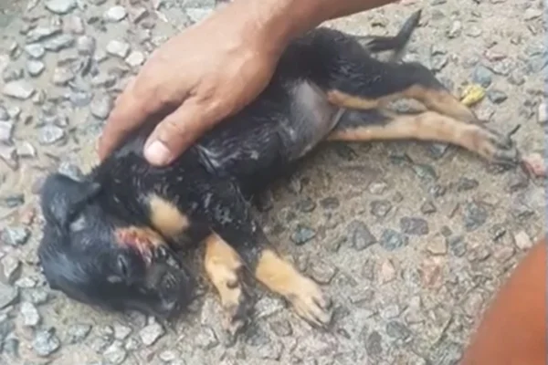 cão arremessado da janela