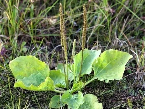 <b>Tanchagem (<i>Plantago major</i>) </b> As folhas da tanchagem têm muito tanino, nutriente indicado para combater a diarreia, a incontinência urinária e a inflamação na garganta e nos órgãos genitais.
Suas propriedades também incluem ação <i>detox</i>, expectorante, analgésica, anti-inflamatória, cicatrizante, depurativa, descongestionante, digestiva, diurética, tônica, sedativa e laxativa.
Como possui ação antibacteriana e adstringente, pode ajudar no tratamento de acnes <b>Tanchagem (<i>Plantago major</i>) </b> As folhas da tanchagem têm muito tanino, nutriente indicado para combater a diarreia, a incontinência urinária e a inflamação na garganta e nos órgãos genitais.
Suas propriedades também incluem ação <i>detox</i>, expectorante, analgésica, anti-inflamatória, cicatrizante, depurativa, descongestionante, digestiva, diurética, tônica, sedativa e laxativa.
Como possui ação antibacteriana e adstringente, pode ajudar no tratamento de acnes