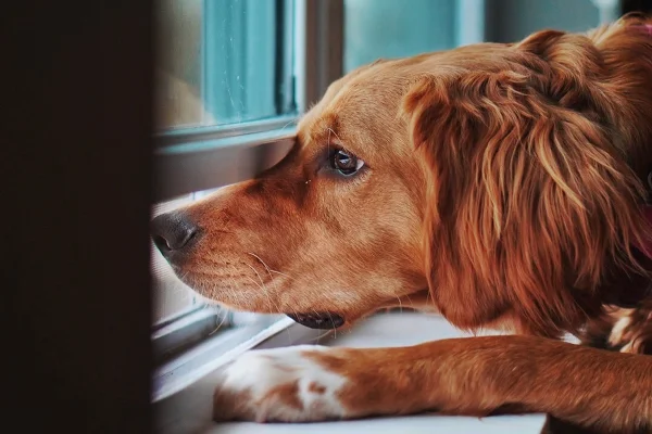 Foto colorida de cão observando pela janela