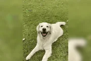 Caso aconteceu no Malabo Pet Resort, que se apresenta como o maior complexo pet da América Latina Caso aconteceu no Malabo Pet Resort, que se apresenta como o maior complexo pet da América Latina