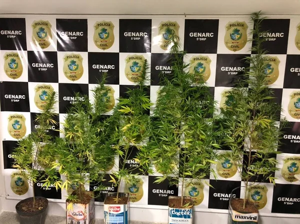 pes de maconha em luziania