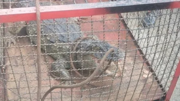 Jacaré, encontrado em passarela da Barra da Tijuca, dentro de uma jaula já capturado. Ele olha para cima com a boca aberta e uma corda sob seu pescoço - Metrópoles