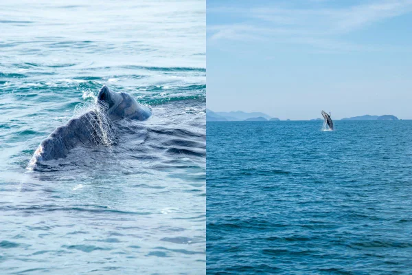 Esta foi a segunda vez que a baleia-jubarte ficou enrolada em uma rede de pesca em Ubatuba, no litoral de São Paulo - Metrópoles