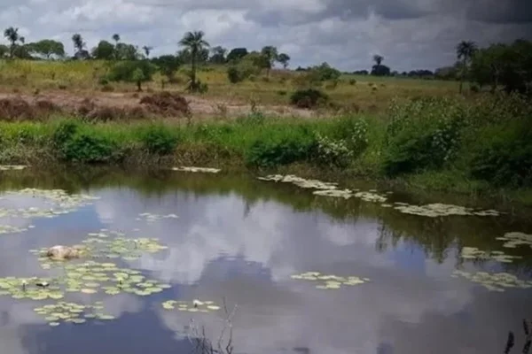 Água e planta