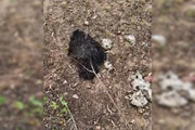 Cabelo da jovem torturada e morta