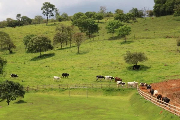 Justiça suspende leilão de fazenda supervalorizada na pandemia em GO