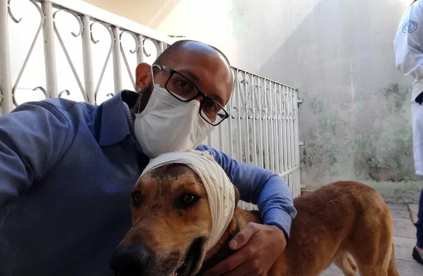 DF: cão teve o crânio rachado após ser agredido por vizinho com um facão