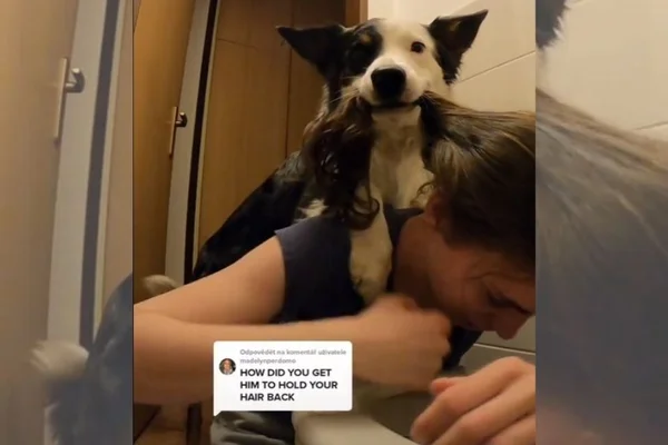 Vídeo: cão segura cabelo da dona para ajudá-la a vomitar após festa