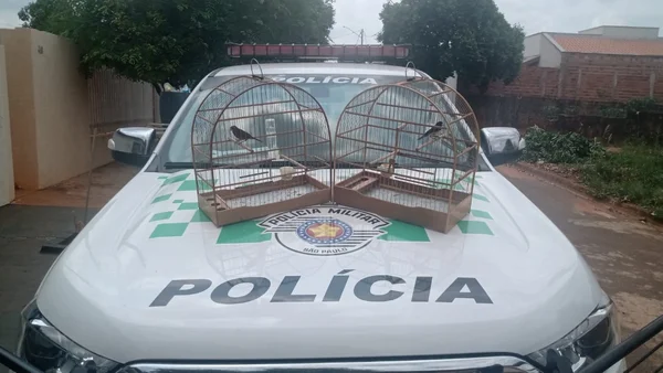 foto colorida de gaiola com aves silvestres que foram resgatadas e devolvidas à natureza em Salmourão (SP) - Metrópoles