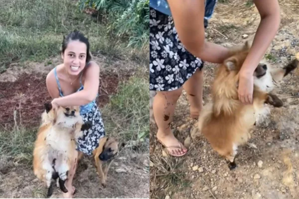 Montagem de duas imagens coloridas com cachorro lulu da pomerânia sujo de lama