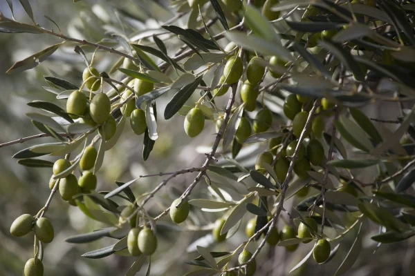 Foto colorida de uma oliveira, árvore de azeitonas