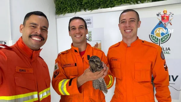 Urutau preso em ar-condicionado de academia mobiliza bombeiros no DF