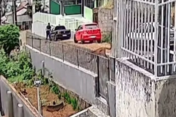 Imagem colorida, onça vagando pelas ruas de SC- Metrópoles