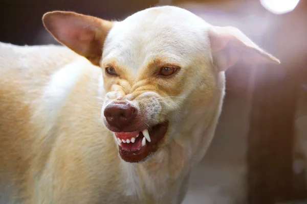 Foto colorida de um cachorro bravo - Metrópoles