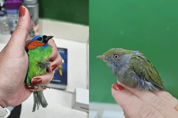 Imagem colorida pássaros vivos resgatados em mala de estrangeiro - Metrópoles