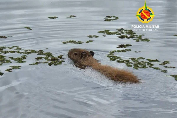 Uma capivara foi resgatada pelo Batalhão de Polícia Militar Ambiental (BPMA) na manhã desse domingo (24/11), na Quadra 515 da Asa Sul, em Brasília. O animal foi visto por um morador, que registrou a presença do mamífero em via pública, próximo a um comércio local, por volta das 8h30.