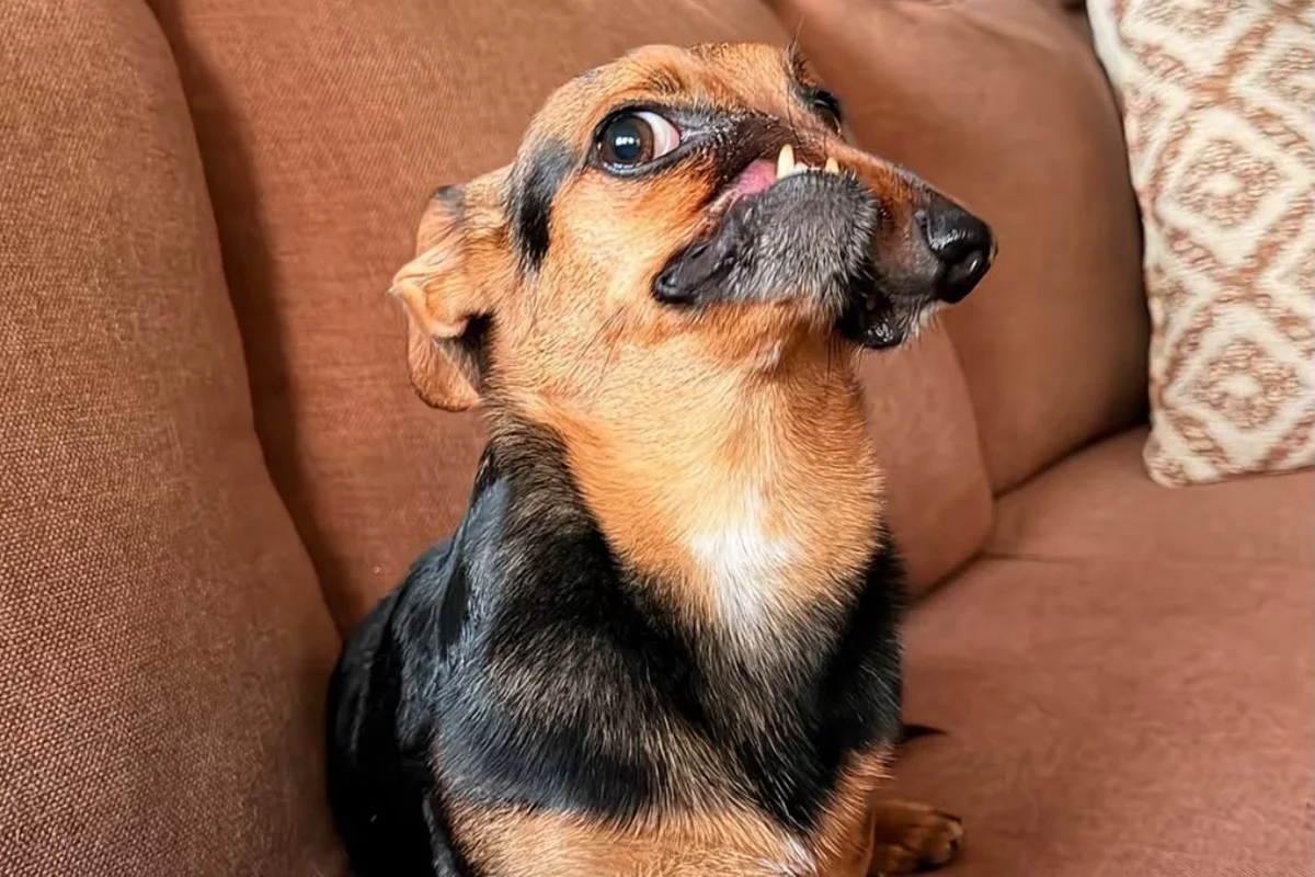 Filhote de dachshund, Newt Filhote de dachshund, Newt