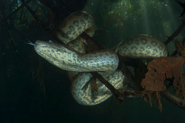 Foto subaquática de uma cobra gigante - Metrópoles.