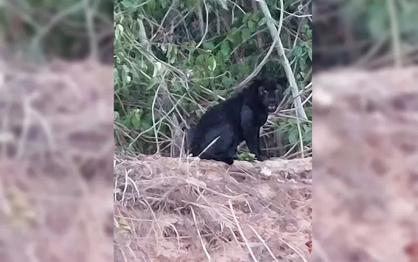Vídeo. Pescadores flagram onça-preta às margens do Rio Araguaia, em GO