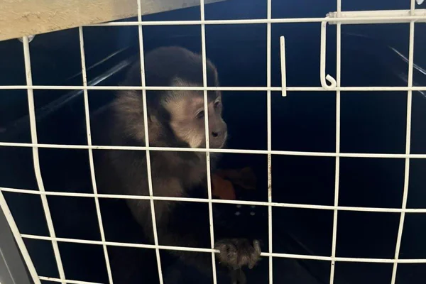 Foto colorida de animal silvestre resgatado no Rio de Janeiro - Metrópoles