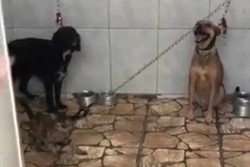Três cadelas e um gato passaram 24 horas por dia acorrentados no DF Três cadelas e um gato passaram 24 horas por dia acorrentados no DF