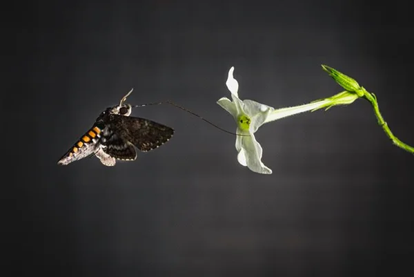 Imagem colorida de mariposa se alimentando de flor - Metrópoles