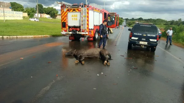 Dois cavalos morrem na BR-080 após serem atingidos em acidente